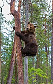 Brown bear, Ursus arctos, climbing a pine tree, Kuhmo, Finland.