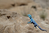 'blue lizard;. Jordan, Wadi Rum desert, protected area inscribed on UNESCO World Heritage list.'