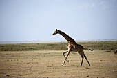 Galloping Masai Giraffe (Giraffa camelopardalis tippelskirchi) in Amboseli National Park in Kenya.