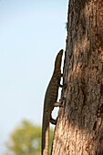 A monitor lizard is climbing a tree in South Luangwa National Park in eastern Zambia.