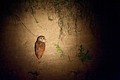 Pel´s fishing owl (Scotopelia peli) at night perched on a riverbank in South Luangwa National Park in eastern Zambia.