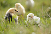 Close-up of chicken (Gallus gallus domesticus) chicks on a meadow in spring.