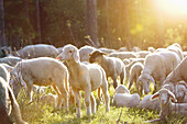 Landscape of a Sheep flock (Ovis aries) in spring, Upper Palatinate, Germany