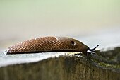 Close-up of a Spanish slug (Arion vulgaris) youngster in a forest in early summer.