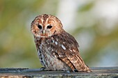 Tawny Owl-Strix aluco.
