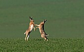 Pair of European Brown (Common) Hares- Lepus europaeus boxing. Uk.