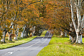 The beech avenue at Kingston Lacy in full autumn colour.