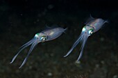 Pair of Bigfin Reef Squid (Sepioteuthis lessoniana), Night dive, Pantai Parigi dive site, Lembeh Straits, Sulawesi, Indonesia.