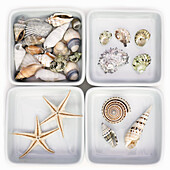 Collection of sea shells in white ceramic dishes.