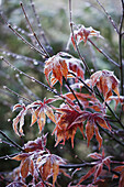Acer palmatum with frost.
