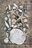 Sea shell collection, textured image.