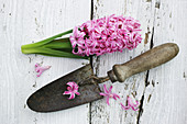 Hyacinth variety Pink Pearl and hand trowel.