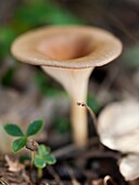 Mushroom. Montseny Natural Park. Barcelona province, Catalonia, Spain.