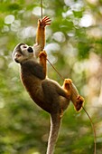 'Monkey in ''Isla de los micos'' Amacayacu, Amazonas river, Colombia, America.'