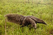 Anteater, Eastern Plains, Orinoquia region, Casanare department, Colombia, America.