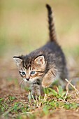 Five week old domestic cat (Felis silvestris catus) kitten on a meadow in late summer.