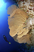Diver looking at Venus fan, Venus sea fan, common sea fan, West Indian sea fan or purple gorgonian seafan (Gorgonia flabellum). Red sea, Egypt, Africa.