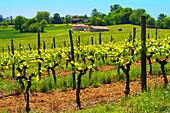 Vins de Gascogne and Armagnac vineyards by Montreal, Gers, Midi-Pyrenees, France