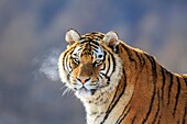 China, Harbin, Siberian Tiger Park, Siberian Tiger (Panthera tgris altaica).