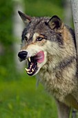 Gray wolf (Canis lupus} Captive raised adult, Minnesota Wildlife Connection, Sandstone, Minnesota, USA.