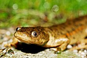 Sharp-ribbed salamander (Pleurodeles waltl) near of a pond in Valdemanco, Madrid, Spain.