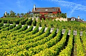 Europe, Switzerland, Canton Vaud, farm sourounded by vineyards
