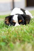 Cavalier king hiding in the grass