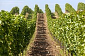 Vineyards in Wine Region Palava, South Moravia, near Mikulov, Czech Republic, Europe.