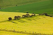 Spring afternoon on the South Downs near Brighton, East Sussex, England.