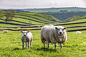 Sheep and lamb above Cressbrook Dale, typical spring landscape in the White Peak, Litton, Peak District, Derbyshire, England, United Kingdom, Europe