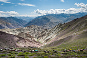 Pack horses in the Ladakh region, Himalayas, India, Asia
