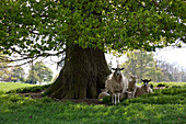 Ewes and lambs under shade of oak tree, Chipping Campden, Cotswolds, Gloucestershire, England, United Kingdom, Europe