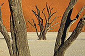 Dead trees, Deadvlei, Sossusvlei, Namib Naukluft Park, Namib Desert, Namibia, Africa