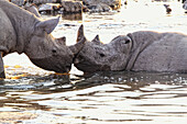 Black Rhinoceros Etosha Pan Etosha National Park Namibia