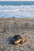Olive Ridley Sea Turtle makes its way from the ocean onto the beach in order to lay its eggs in Oaxaca, Mexico