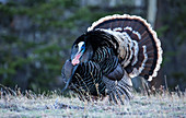 A male turkey in a mating dance in Rocky Mountain National park, Colorado