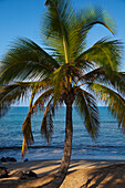 'A single palm tree on Kihei Beach; Maui, Hawaii, United States of America'