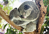 'Mother and baby koala bears (Phascolarctos cinereus) cuddled up in a tree; Noosa, Queensland, Australia'