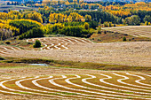 'Rolling hills of interesting patterned harvest lines of cut grain reflecting sun light with autumn colors in the trees in the background; Alberta, Canada'