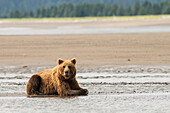 A brown bear resting in the mudflats near Silver Salmon Creek, Lake Clark National Park & Preserve, Alaska.