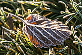 'Morning frost outlines the details of a fallen crab apple leaf and the grass on which it has fallen; Edmonton, Alberta, Canada'