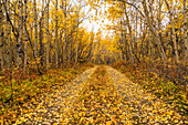 Autumn scenic of a dirt road covered in fallen fall colored Aspen leaves, Yukon Territory, Canada