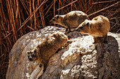 'Hyrax (Israeli rock rabbit) lives on rocks all around Israel, here in the Ein Gedi reserve on the shore of the Dead Sea; Ein Gedi, Israel'