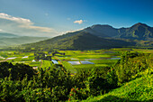 'The Hanalei Lookout provides a view of taro plantations in Kauai, where most of the taro in Hawaii is grown; Kauai, Hawaii, United States of America'