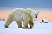 'Polar bear (ursus maritimus) along the Hudson Bay coastline waiting for the bay to freeze over; Churchill, Manitoba, Canada'