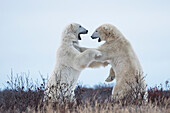 'Polar bears sparring on the coast of Hudson Bay; Manitoba, Canada'