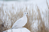 'Ptarmigan (Lagopus); Churchill, Manitoba, Canada'