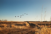 'Flock of birds fly over a farm field; Thunder Bay, Ontario, Canada'