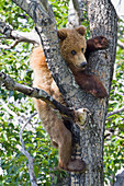 Brown bear (Ursus arctos) yearling cub climbing down from balsam poplar tree (Populus balsamifera) in summer, Katmai National Park and Preserve, Southwest Alaska