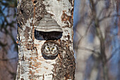 Boreal owl (Aegolius funereus) looking out from nesting cavity in hollow birch tree near Fairbanks Alaska, Spring